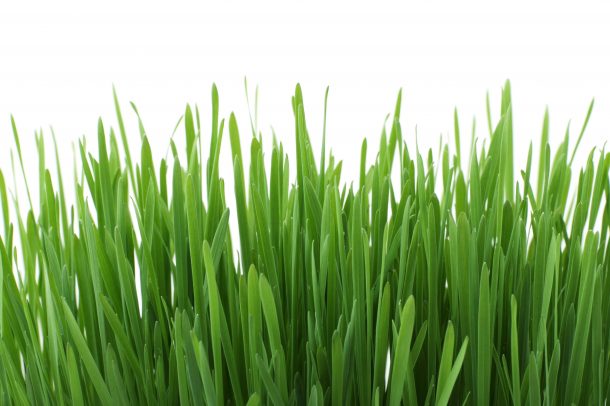 Sports Field Maintenance