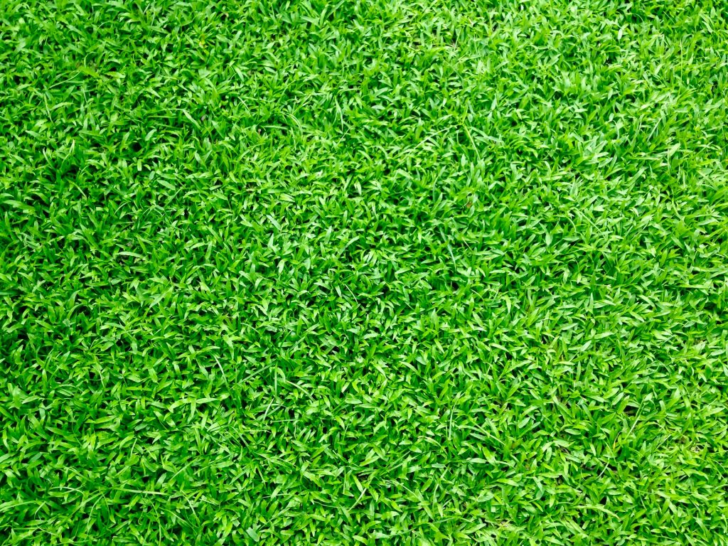 The Negative Effects of Pests on Your Sports Field