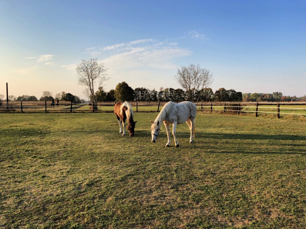 horse paddock
