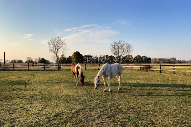 horse paddock